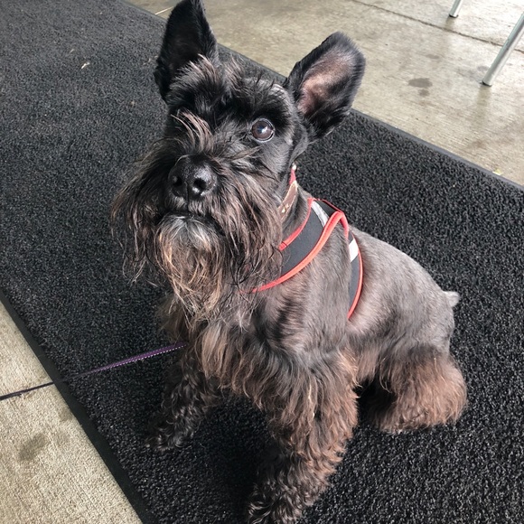 Meet your Posher, Carole - Picture 4 of 6